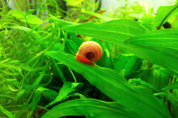 Planorbarius