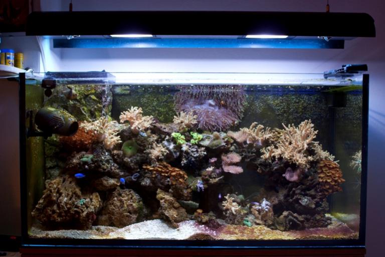 Acquario 02 10 11
