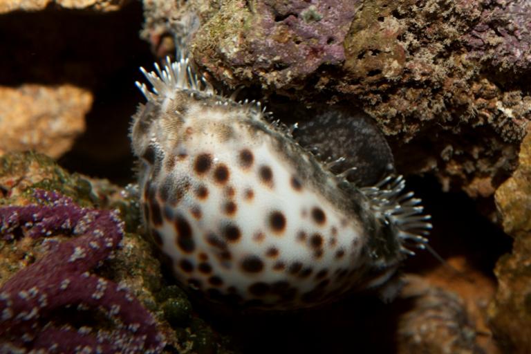Cypraea Tigris
