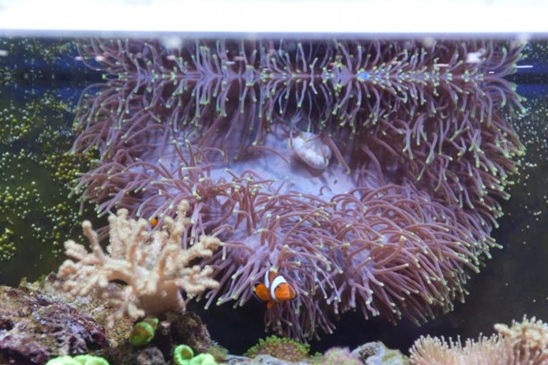 Heteractis Magnifica con Amphiprion Ocellaris