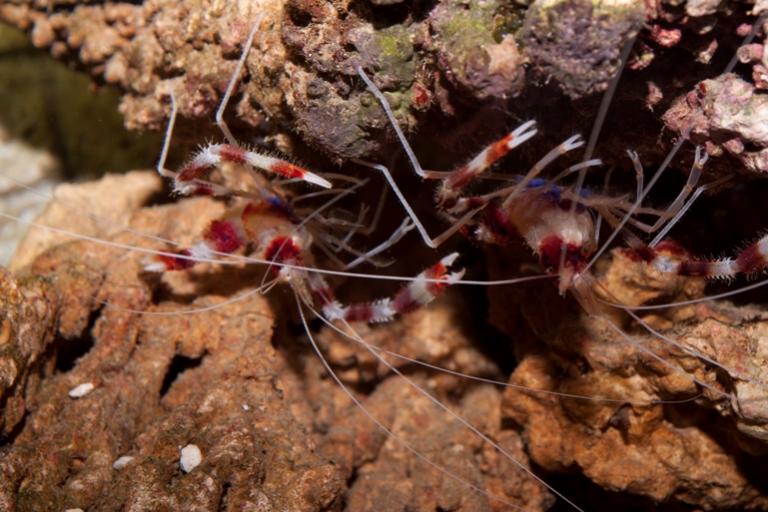 Stenopus hispidus