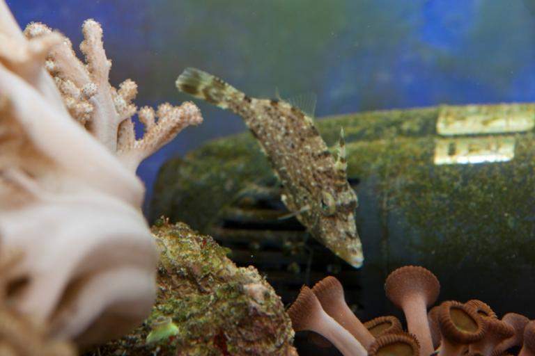 Acreichthys tomentosus