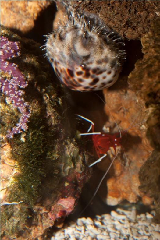 Lysmata Debelius con Cypraea Tigris