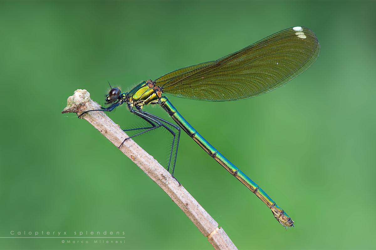 Calopteryx splendens