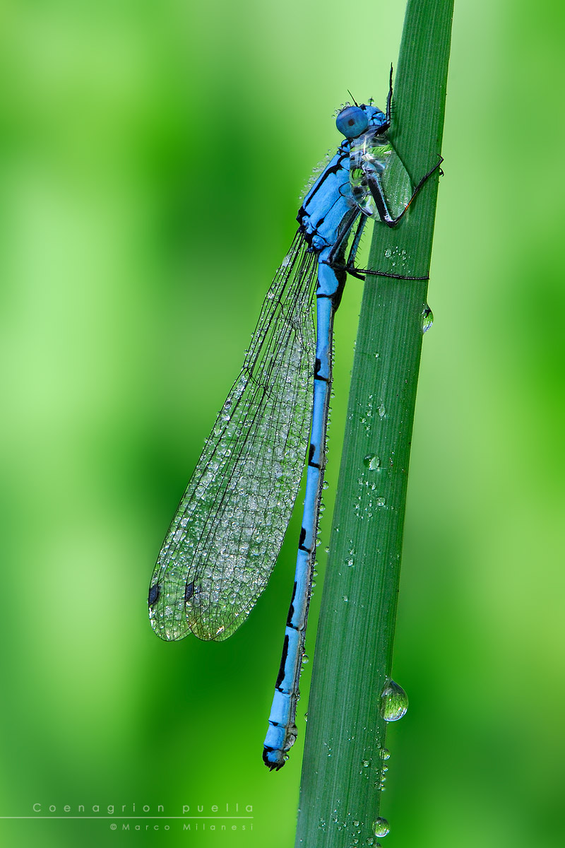 Coenagrion puella