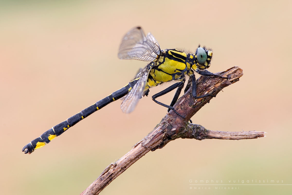 Gomphus vulgatissimus