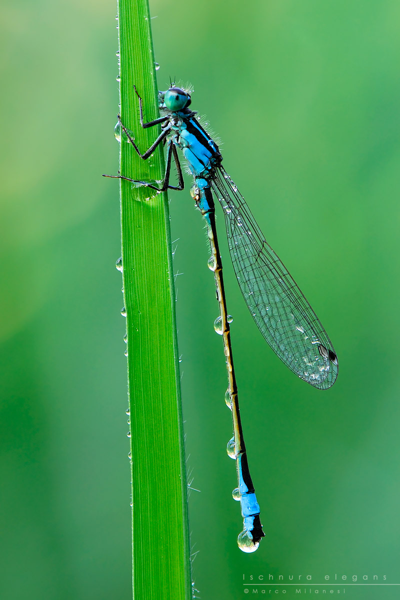 Ischnura elegans 1200