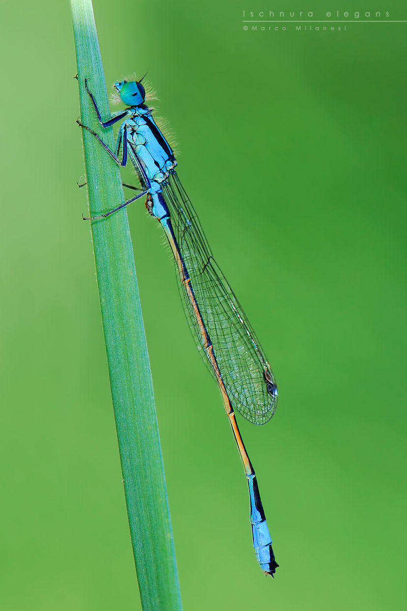 Ischnura elegans2 1200