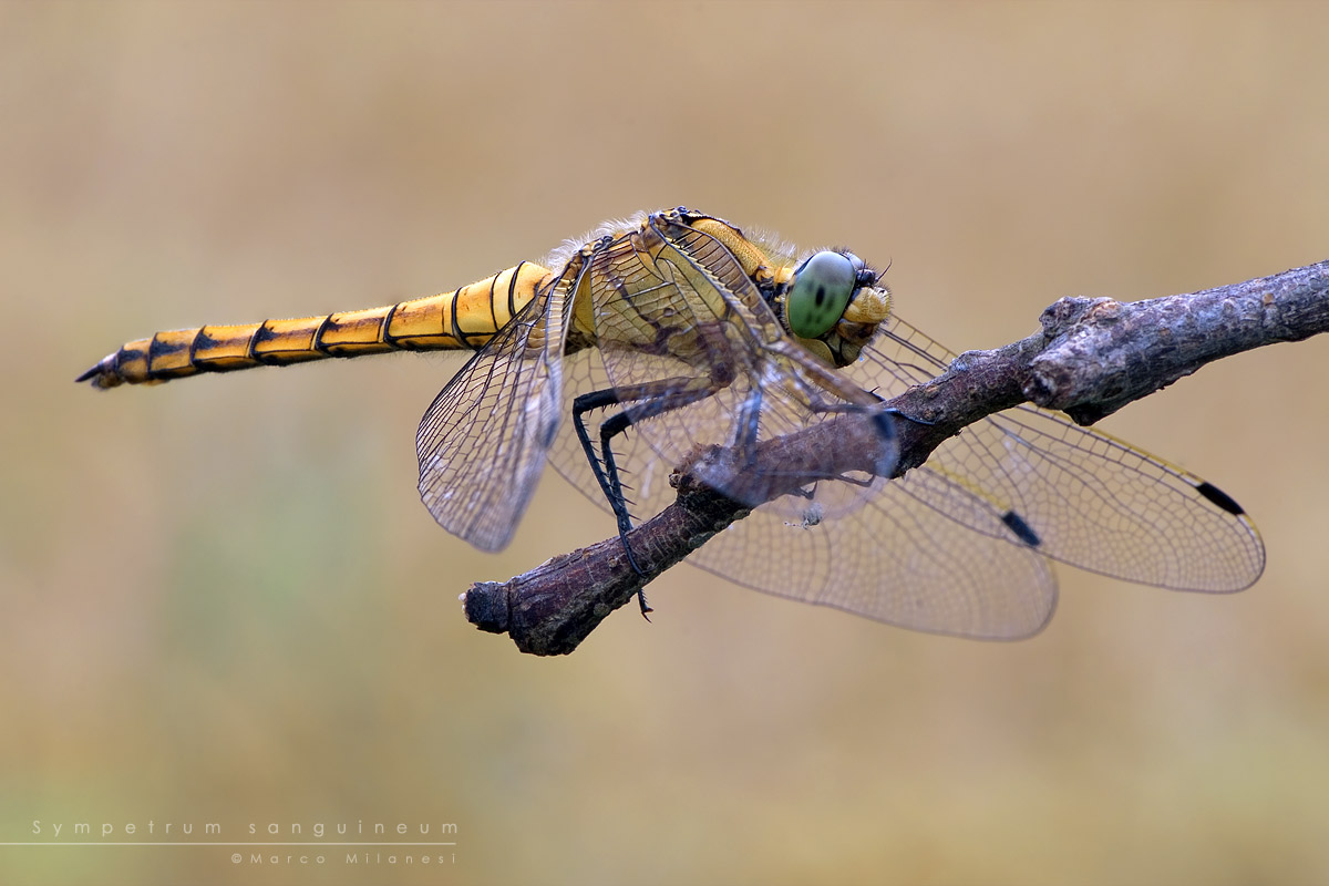 Sympetrum sanguineum