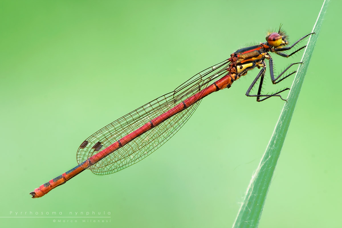 Pyrrhosoma nynphula