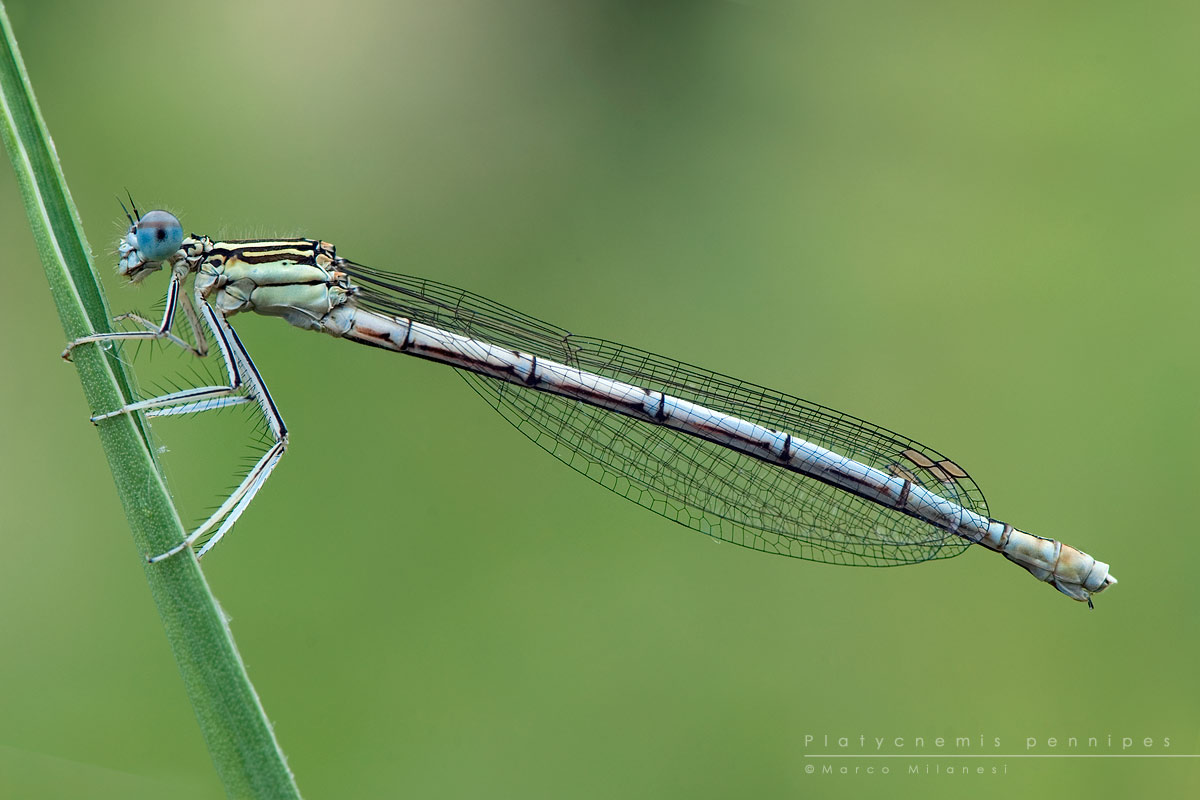 Platycnemis pennipes2