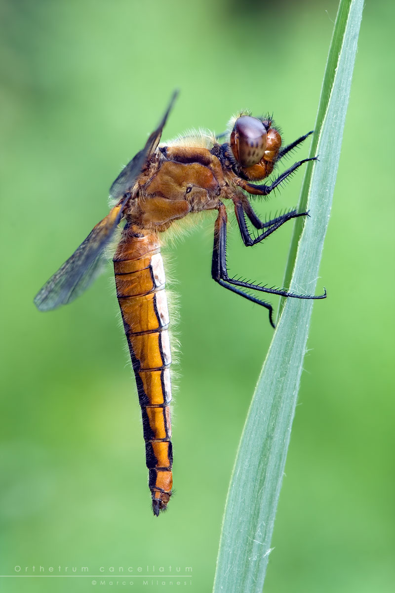 Orthetrum cancellatum femmina