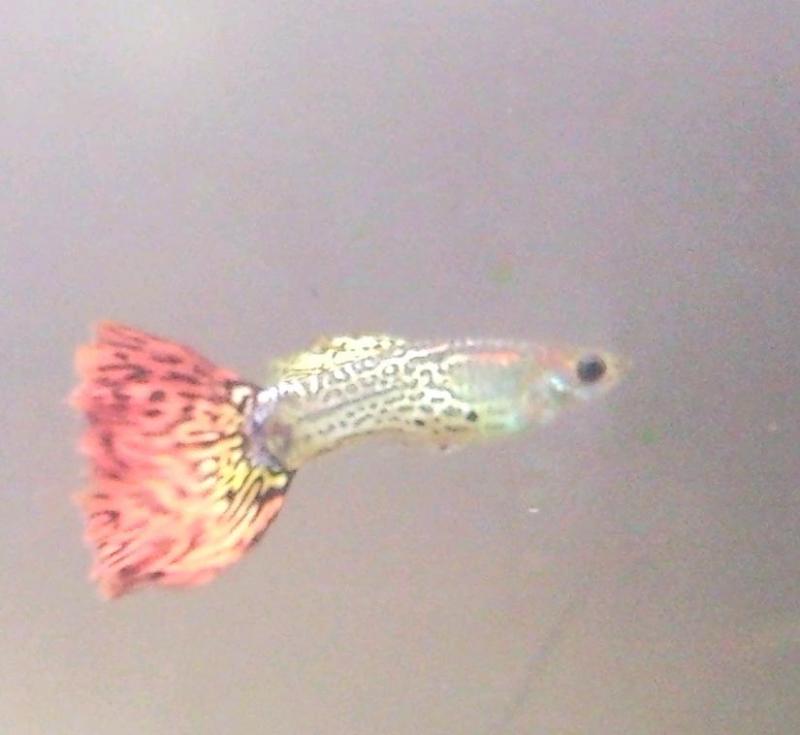 SNC02501
