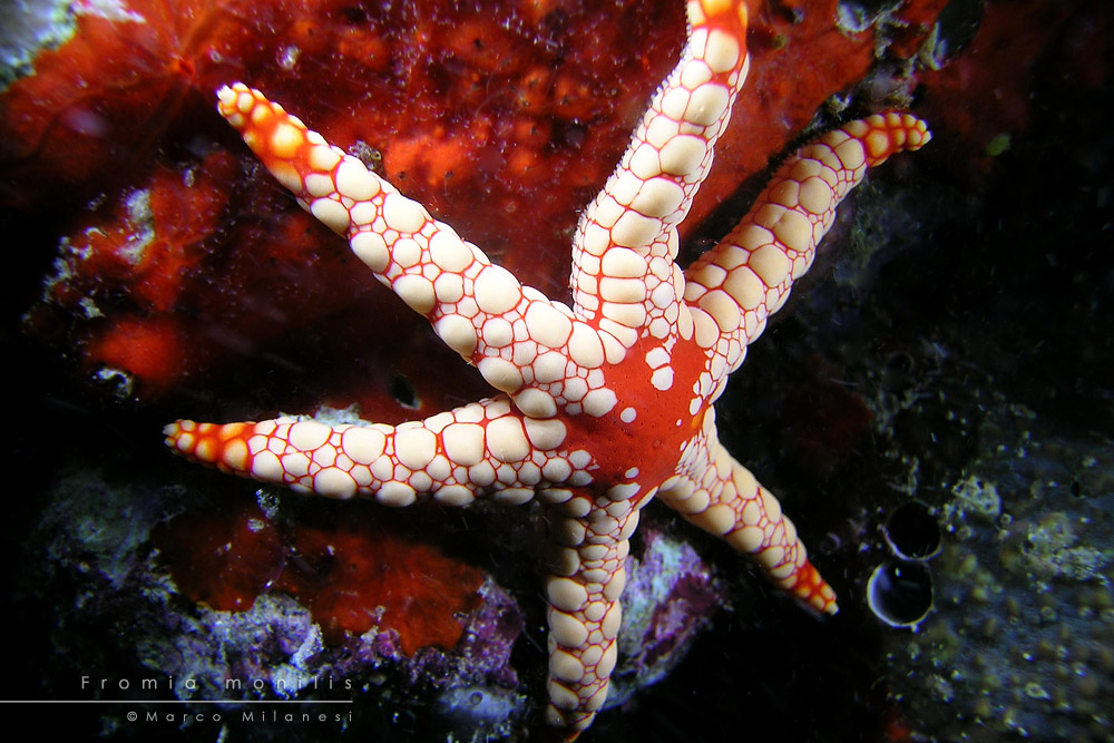 Fromia monilis2 1000