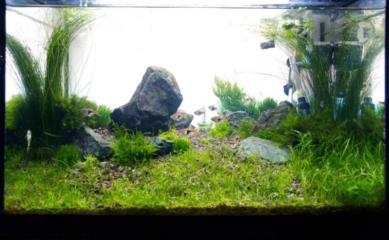 Nuovo layout, con Prato di lilaeopsis