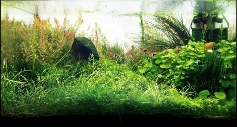 Selvaggio, Prato di tenellus, hydrocotile, rotala.