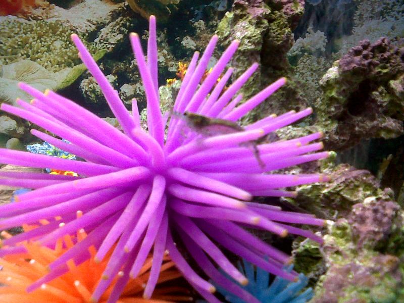 Simil anemone