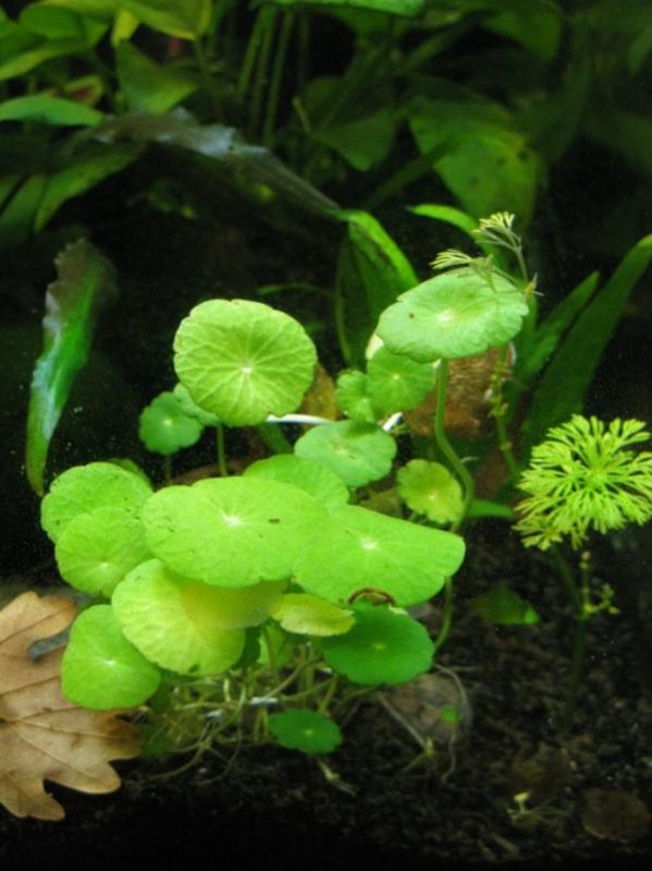 Hydrocotyle Leucocephala durante il picco di luce