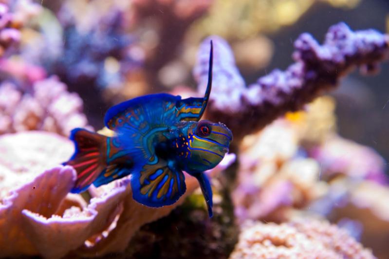 Synchiropus splendidus