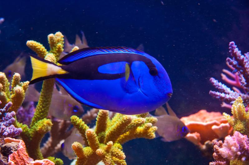 Paracanthurus hepatus