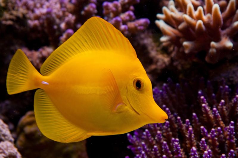Zebrasoma flavescens