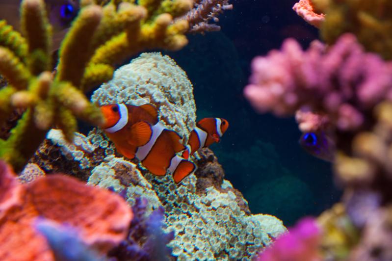 Amphiprion ocellaris