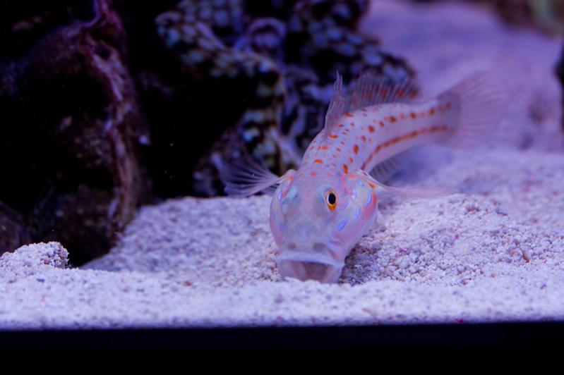 Valenciennea puellaris