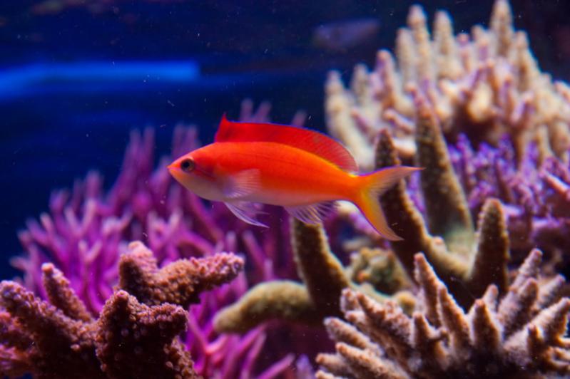 Pseudanthias dispar