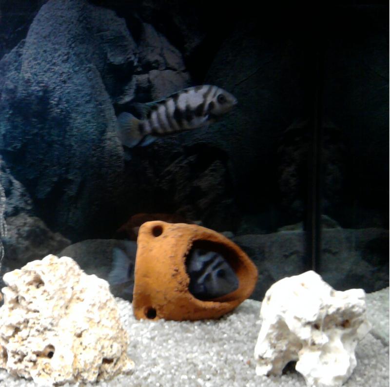 C.nigrofasciatum M + F