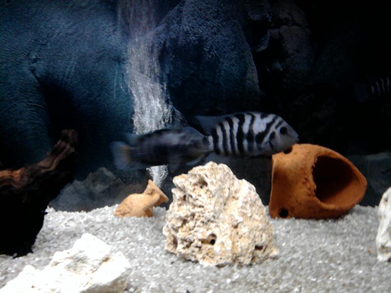 C.nigrofasciatum maschio e femmina adulti