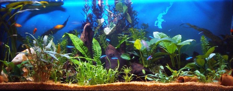 Il mio primo acquario