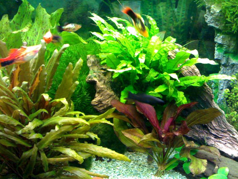 microsorum