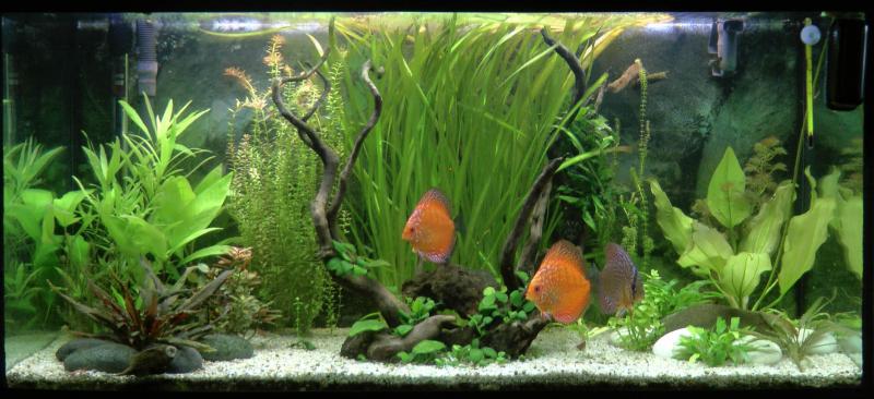 discus giovincelli