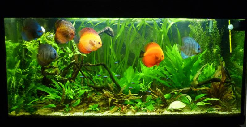 Discus adulti