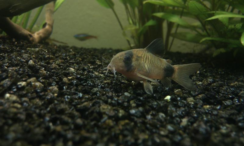 corydoras