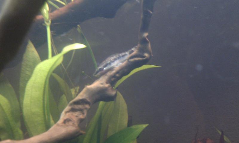 otocinclus