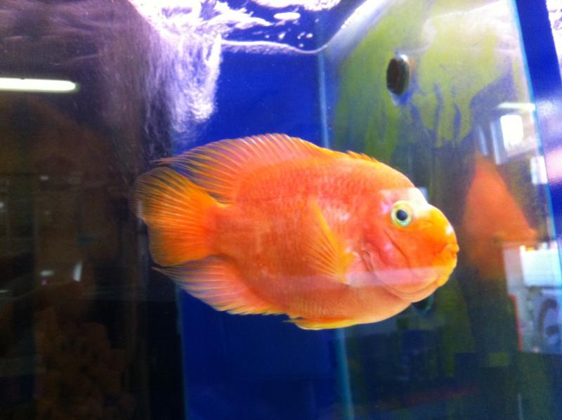 red parrot xxl