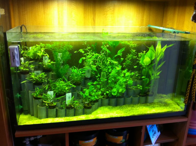 assortimento piante anubias