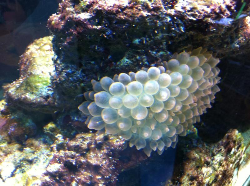 Anemone3