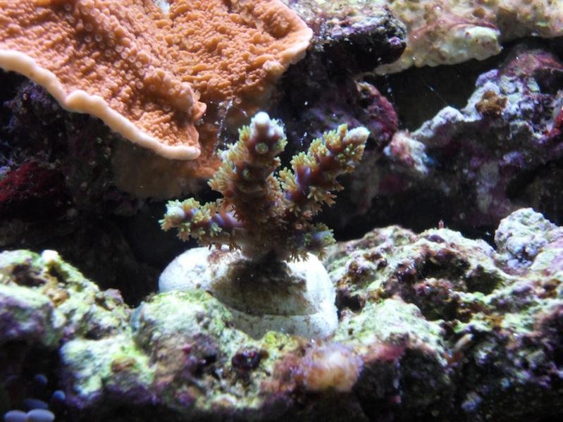 Acro Horrida