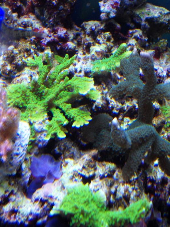 Sellata-digitata-millepora