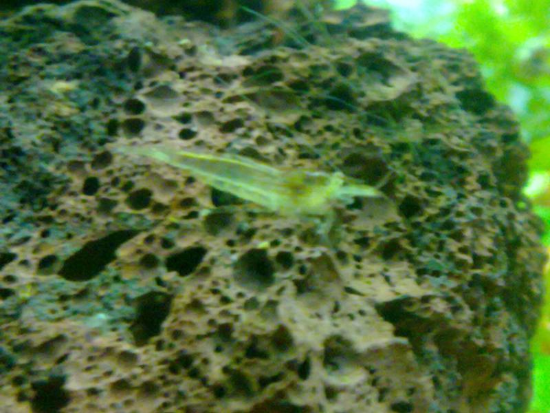 babaulti green