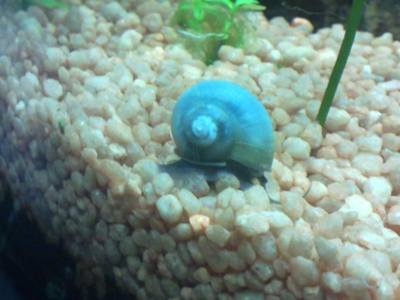 piccola ampullaria blu