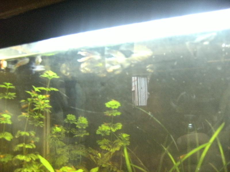 Mio acquario