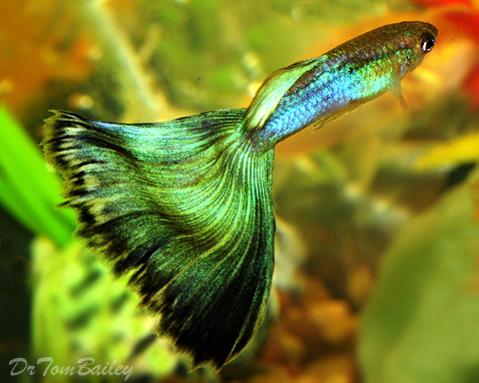green guppy