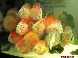 discus