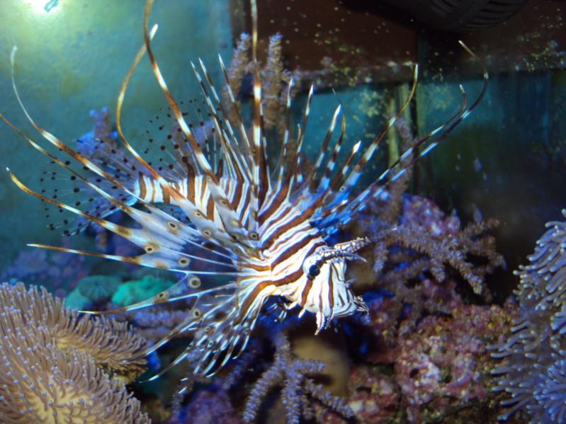 Pterois Volitans