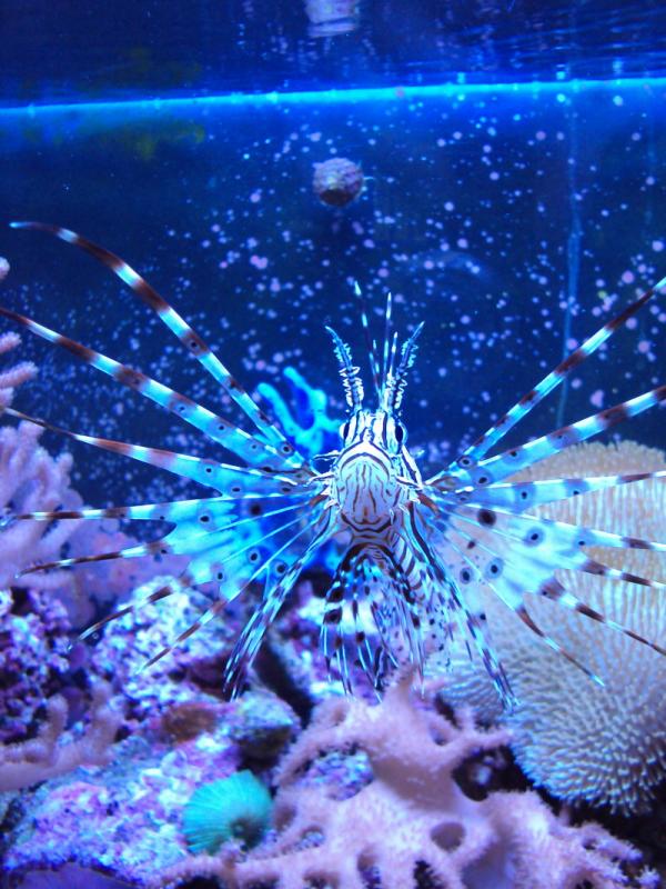 Pterois Volitans 2
