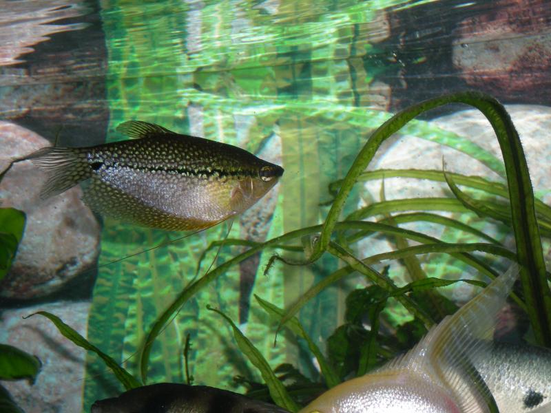 Gurami Perla 01