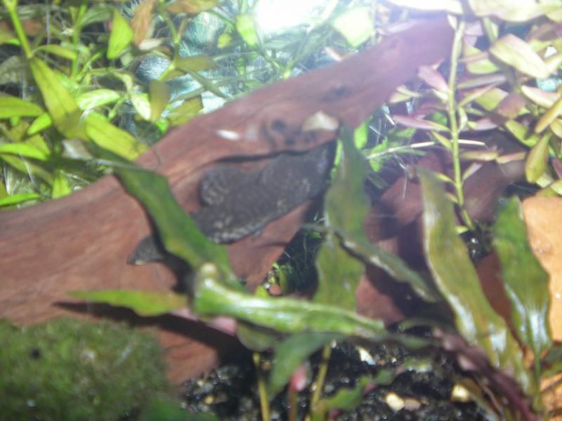 Ancistrus  tana.01